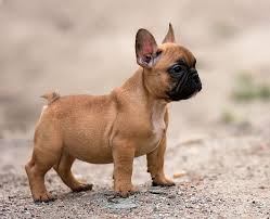 Each bulldog in the program is lovingly cared for in a foster home until the perfect forever family for our goal is to make the best rescue match taking into consideration the bulldog's background and. Our Breeding French Bulldog Breed French Bulldog Breed Bulldog Puppies Bulldog Breeds