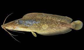Jenis dari ikan lele cukup banyak, tapi tidak semuany bisa dikonsumsi. Kenali Ikan Keli Umpan