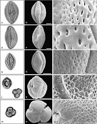 Image result for Paranecepsia