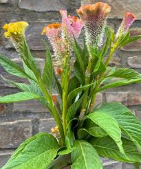 Image result for Celosia pandurata