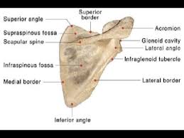 Human anatomy for muscle, reproductive, and skeleton. Two Minutes Of Anatomy Scapula Youtube