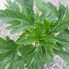 Image result for Leonurus japonicus