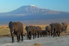 Overnight Amboseli National Park Safari ...