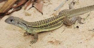 أسرار تفسير رؤية السحالي في المنام ابن سيرين في الخير والشر موسوعة Lizard Species Lizard Animals