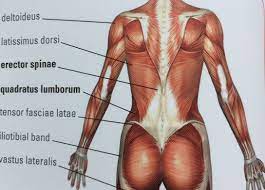 Deltoideus Latissimus Dorsi Erector Spinae Quadratus Lumborum Tensor Fasciae Latae Iliotibial Band Vas Skeletal Muscle Anatomy Muscle Anatomy Skeletal Muscle