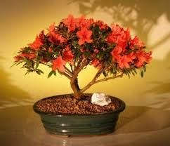 Order live banyan bonsai plants for sale, jade plant bonsai, flowering bonsai with free shipping. Flowering Red Azalea Bonsai Tree For Sale Hino Crimson Kurume Bonsai Tree Gardener