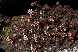 Image result for Crassula setulosa