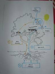 La Photosynthese Avec Images Photosynthese Science Enfant Autiste