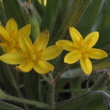 Image result for Hypoxis angustifolia