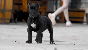 We pair cane corso breeders with you. Cria De Cane Corso Venta De Cane Corsos Comprar Cachorros Cane Corso Online