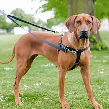 Home dog supplies how to make a dog harness. How To Make A Dog Harness Out Of Rope Petspruce Com