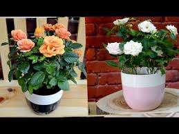كيف تجعل زهور الورد الجوري تزهر عندك بغزاره طول الوقت rosa damascena اسرار المشاتل youtube house cleaning tips stone houses planter pots