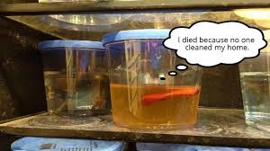 First published by salon.com, january 23, 2006. Petition Walmart Walmart Stop Selling Live Fish Change Org