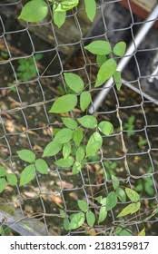 Image result for Teramnus repens