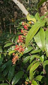 Image result for Campylospermum