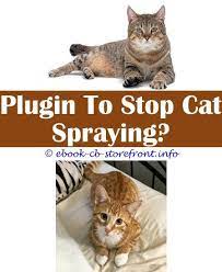 12 Extraordinary Stop Cat Urinating Indoors Cats Cat Repellant Cat Pee
