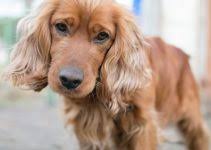 Does your dog have terrible gas? 5 Best Dave S Dog Foods Reviews Updated 2021 Dog Product Picker