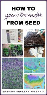 Sprinkle them on the soil and then use your hand/fingers to push them into the soil. Tips To Successfully Grow Lavender From Seed The Vanderveen House Growing Lavender Lavender Seeds Beautiful Flowers Garden