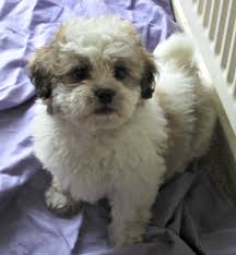 Nails that are too long can make movement uncomfortable or painful for your. Bichon Frise Mix Shih Tzu Novocom Top