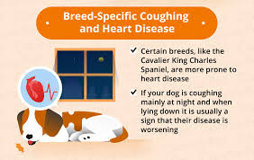 Dogs with metastatic lung cancer are usually given less than 12 months to live, some treatments may increase the survival time, but generally not more even if remission is not likely, chemotherapy and radiotherapy are often used to improve the quality of the dogs life as well as help extend it's lifespan. Dog Coughing Causes Natural Remedies Canna Pet