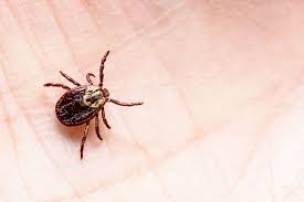Teken kunnen deze bacterie aan mensen doorgeven. Europa Maakt Zich Zorgen Over Alarmerende Verspreiding Van Ziekte Van Lyme Gezondheid Knack