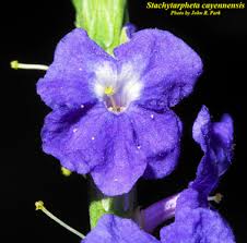 Image result for Stachytarpheta cayennensis