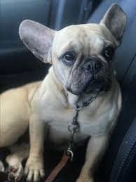 Website created by melissa kaplan for scbr © 2020 / all rights reserved. West Hollywood Ca French Bulldog Meet Gypsy A Pet For Adoption