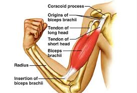 Possible causes, signs and symptoms, standard treatment options and means of care and support. Biceps And Triceps Tendon Rupture Core Em