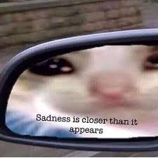 Reaction Dumbass Cats And Meme Image 6460378 On Favim Com