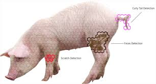 0.3 km points of interest & landmarks • observation decks & towers. Creating Resilience In Pigs Through Artificial Intelligence Curly Pig Tail Wur
