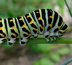 Schwalbenschwanz Raupe Streichelzoo Schmetterling Kleine Tiere