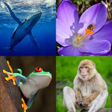 Introduction To Biodiversity Center For Biodiversity Outcomes