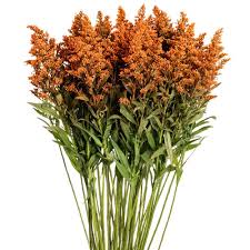 Image result for Solidago