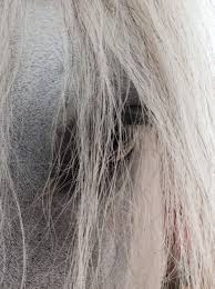 Adaism Beautiful Horses Animals Beautiful Most Beautiful Eyes