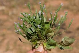 Image result for Micromeria imbricata