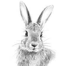 Rabbit drawing 6 face outline themindfuljourney. Draw A Rabbit With Pencils Sabrina Hassler Illustration Drawing Blog