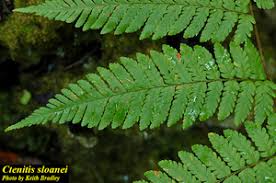 Image result for Ctenitis