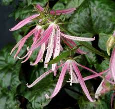 Image result for Campanulaceae