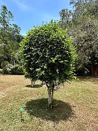 Image result for Streblus