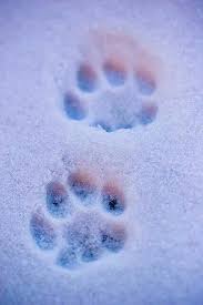 Pin By Venus On Animals Cat Paw Print Cat Paws Paw Print