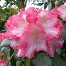 Marlis Rhododendron Agm Buy Marlis Yakushimanum Rhododendrons Online Millais Nurseries