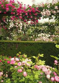 David Austin Rose Garden English Rose Perfume Perfection Around The World In 80 Pairs Of Shoes Rose Garden Landscape English Garden Rose Garden Design