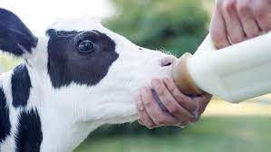 Are Milk Replacers Better Than Fresh Milk For Calves Feed Strategy