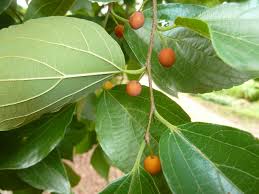 Image result for Celtis sinensis