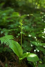 Image result for Liparis bowkeri