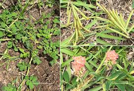 Image result for Indigofera spicata
