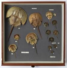 Image result for Hyppa rectilinea