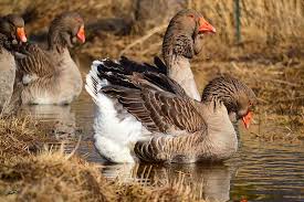 The large dewlap toulouse goose is a giant of a bird. Giant Dewlap Toulouse Geese Chapel View Farm Stable