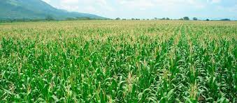 Pin By Iri An On Aguesto Instagram Instagram Posts Farmland