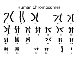 Pedigree Charts Day Ppt Video Online Download